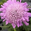 Pink Mist Scabiosa Seeds 75+ Annual Flower Seeds Beautiful Pink Blooms Scabiosa columbaria Garden Plant