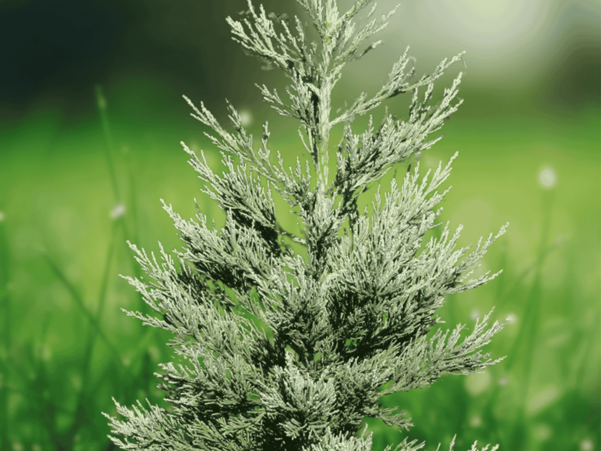 10 Seeds Giant Sequoia Sequoiadendron giganteum Large Evergreen Tree