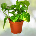 Variegated Gold and Green Pothos Plant in 4" Pot - Gold Child Ivy (Epipremnum aureum) - Ideal Indoor Houseplant