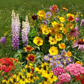 Perennial Wildflower Seeds Mix - Easy to Grow Varieties for Garden - Native Wildflowers (Various Species)