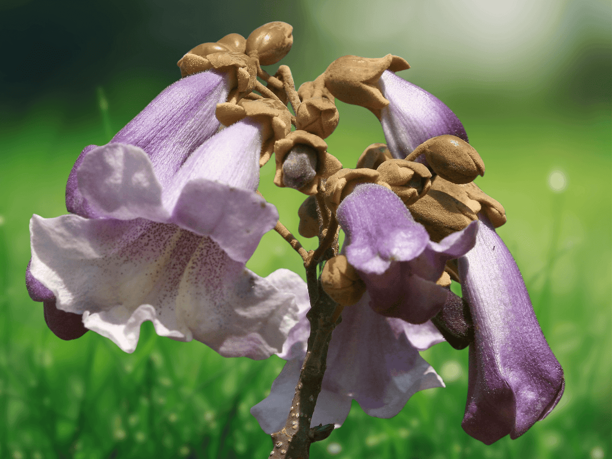 10 Seeds Empress Tree Paulownia fortunei Fast Growing Ornamental Shade