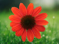 50 Seeds Hot Coral Echinacea Coneflower Perennial Coral-Pink Blooms Hardy Pollinator