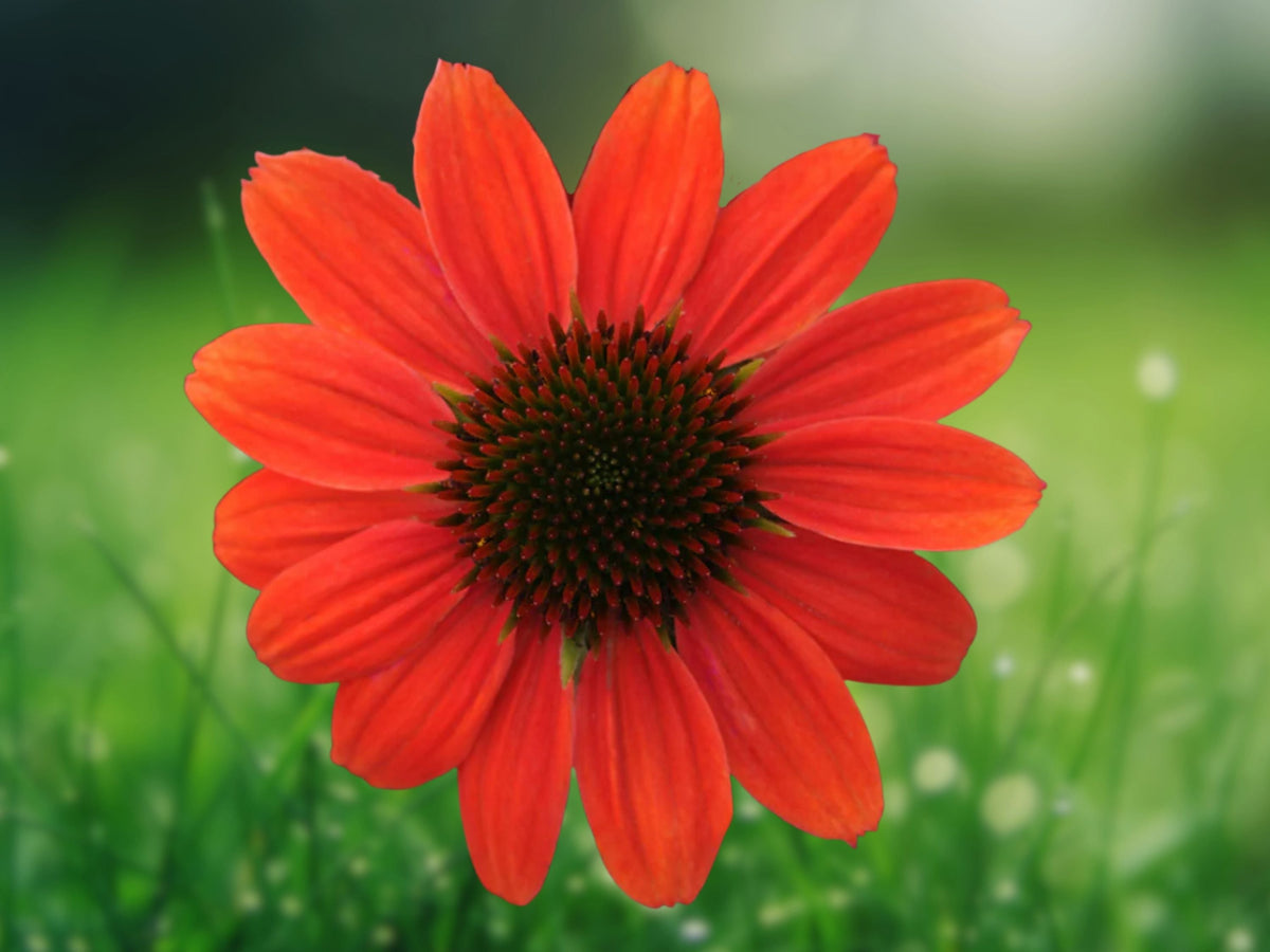 50 Seeds Hot Coral Echinacea Coneflower Perennial Coral-Pink Blooms Hardy Pollinator