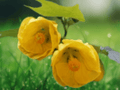 10 Seeds Abutilon pictum Yellow Flowering Maple Rare Ornamental Shrub