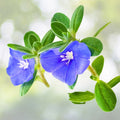 Evolvulus Blue Daze Live Plant Plug - 1 Well-Rooted Ground Cover Plant with Blue Flowers - Perennial Outdoor Garden Plant