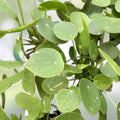 Rare Variegated Pilea Peperomioides White Splash Fresh Cuttings - Unique Indoor Houseplant for Home Decor