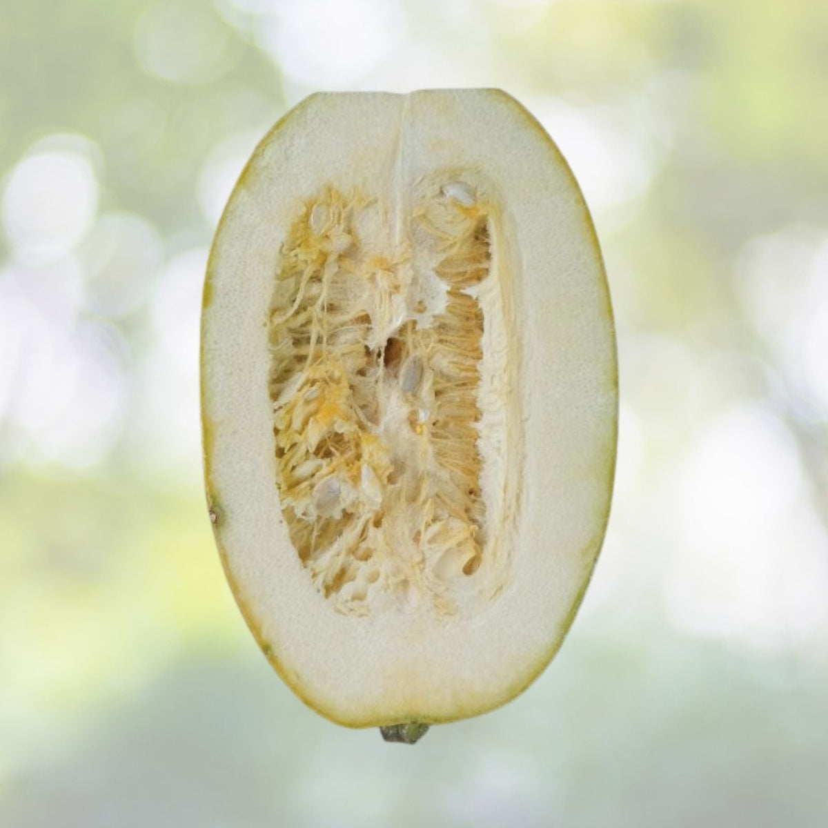 Spaghetti Squash Seeds | NON-GMO Heirloom | Fresh Garden Seeds | Cucurbita pepo
