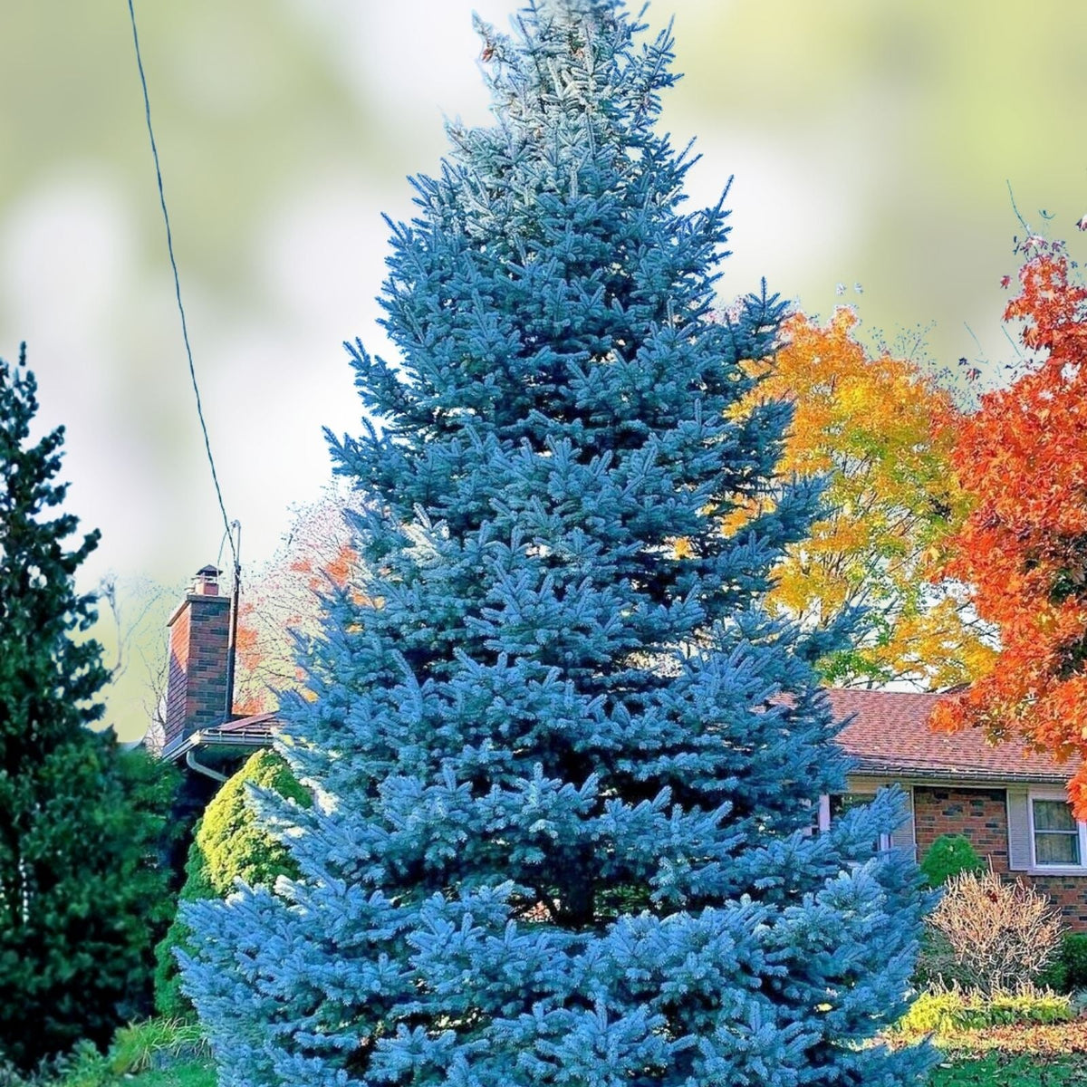 Blue Spruce Bonsai Tree Seeds – 20 Seeds for Planting – Picea pungens – Coniferous Tree Variety for Gardening and Landscaping