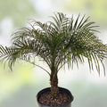 Senegal Hybrid Date Palm Tree 3.5 Years Old, 14-18 Inches Tall, Phoenix Reclinata, Indoor Outdoor Plant