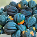 Giant Acorn Squash Seeds 50 Count – Nutritious Table Squash – Cucurbita maxima