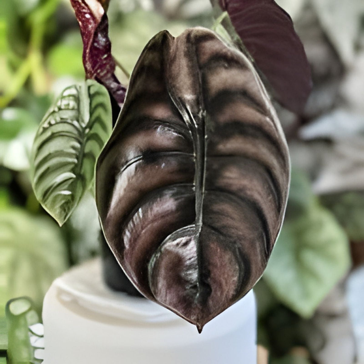 Alocasia Cuprea Plant in 6" Pot - Unique Shiny Leaves - Alocasia Cuprea - Indoor Plant Decor