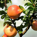 Pomegranate Seeds 20 Count Edible Fruit Punica granatum Made in USA Fresh Fruit Seeds