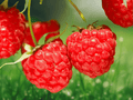 10 Live Plant Plugs Heritage Red Raspberry Rubus idaeus Everbearing