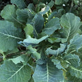 Collard Greens Seeds 1000 Pack Vates Heirloom Non-GMO Brassica oleracea Vegetable Seeds