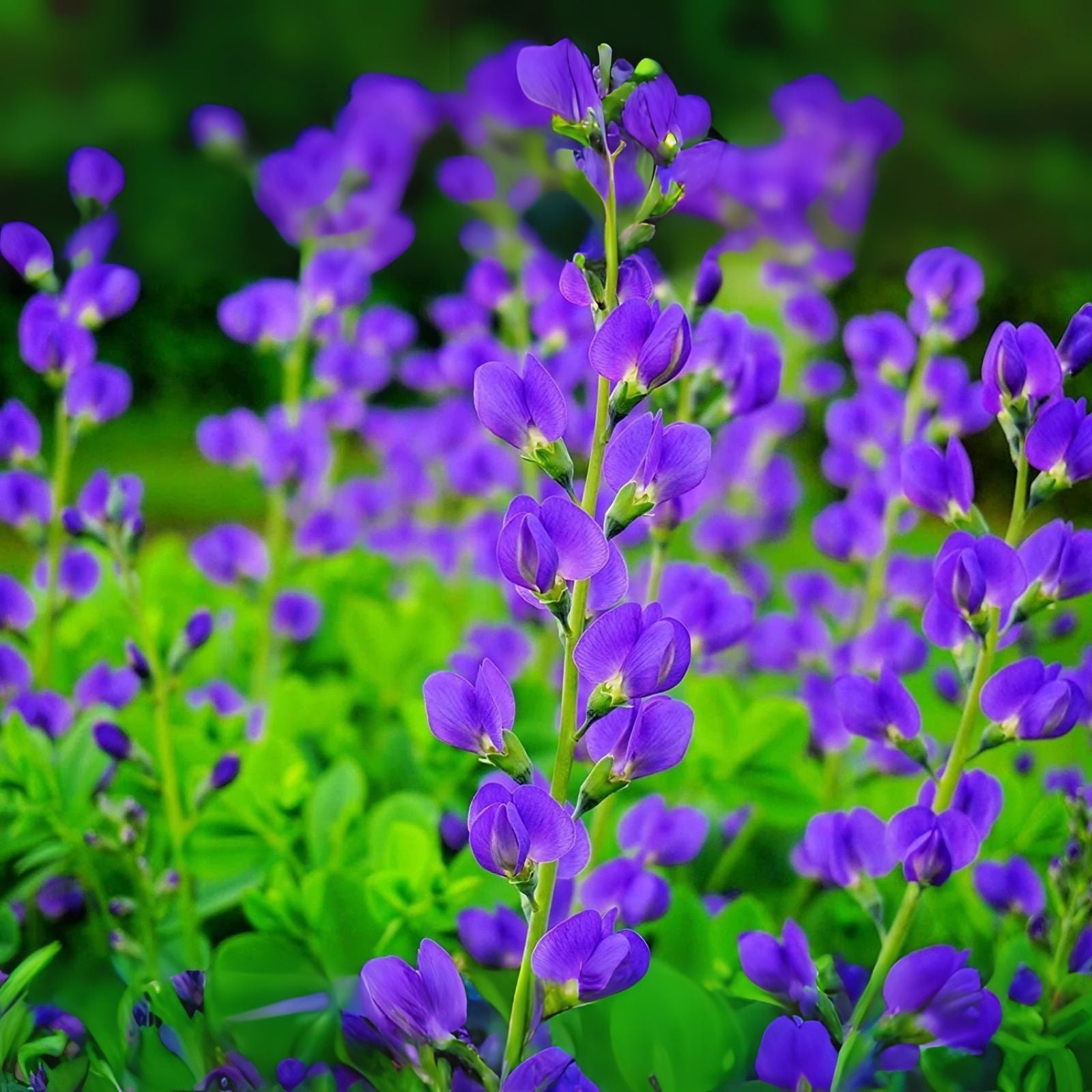 Native Blue 100 Wild Blue Indigo Seeds (100 Seeds) - Baptisia Australis - Native Peren ...