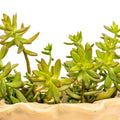 Succulent Plant 2" Golden Glow Sedum Adolphi Yellow Rosettes, Drought Tolerant, Low Maintenance Indoor & Outdoor Sedum adolphi