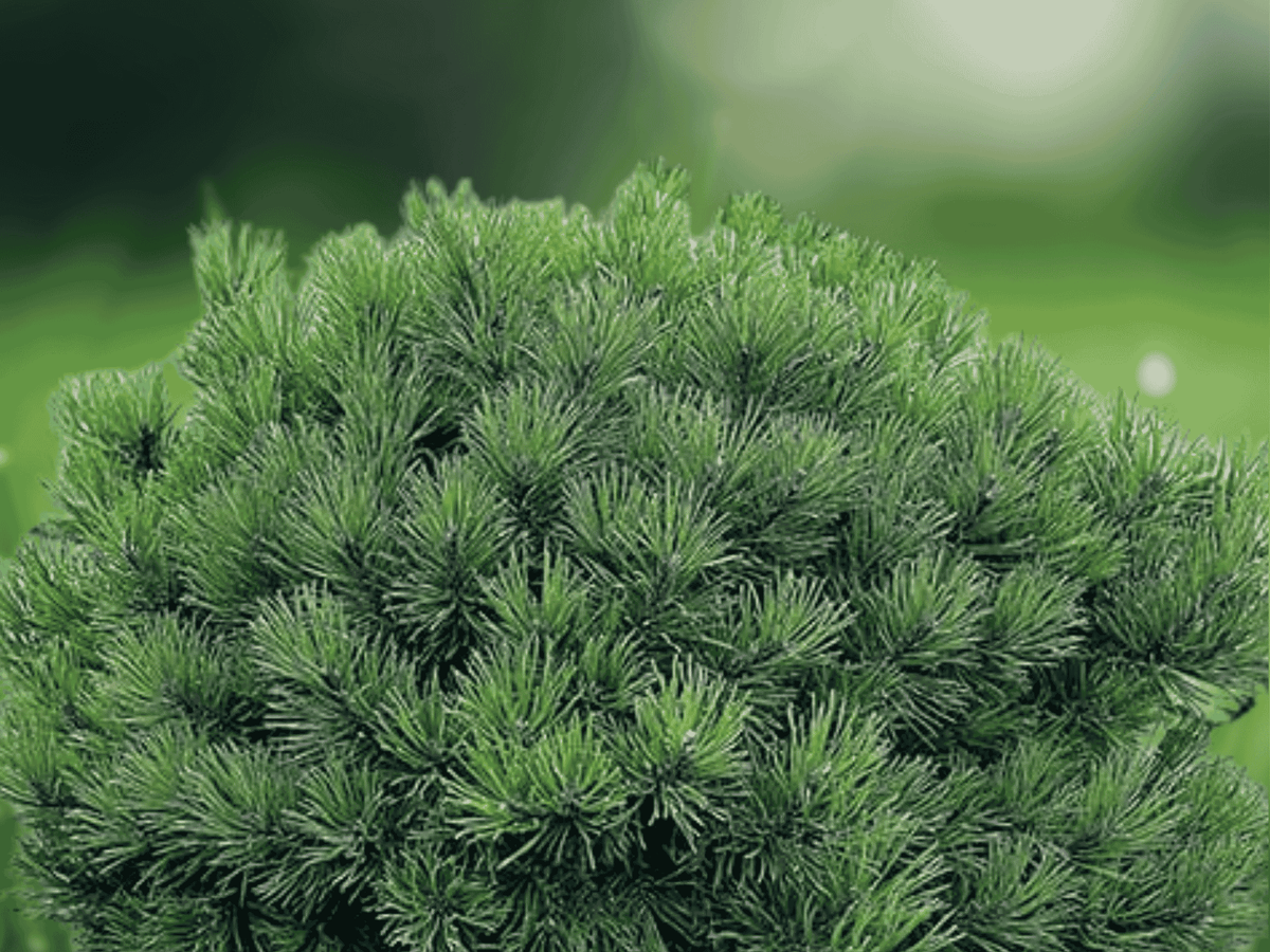 5 Live Plants Dwarf Mugo Pine Pinus mugo pumilio Starter Plant