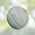 Hales Best Jumbo Cantaloupe Seeds - Non-GMO Heirloom, 50 Seeds, Cucumis melo - Premium Melon Variety for Your Garden