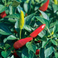 Super Chili Plant - 2 Gallon - Capsicum Annuum - Hot Pepper Plant - Spicy Garden Variety