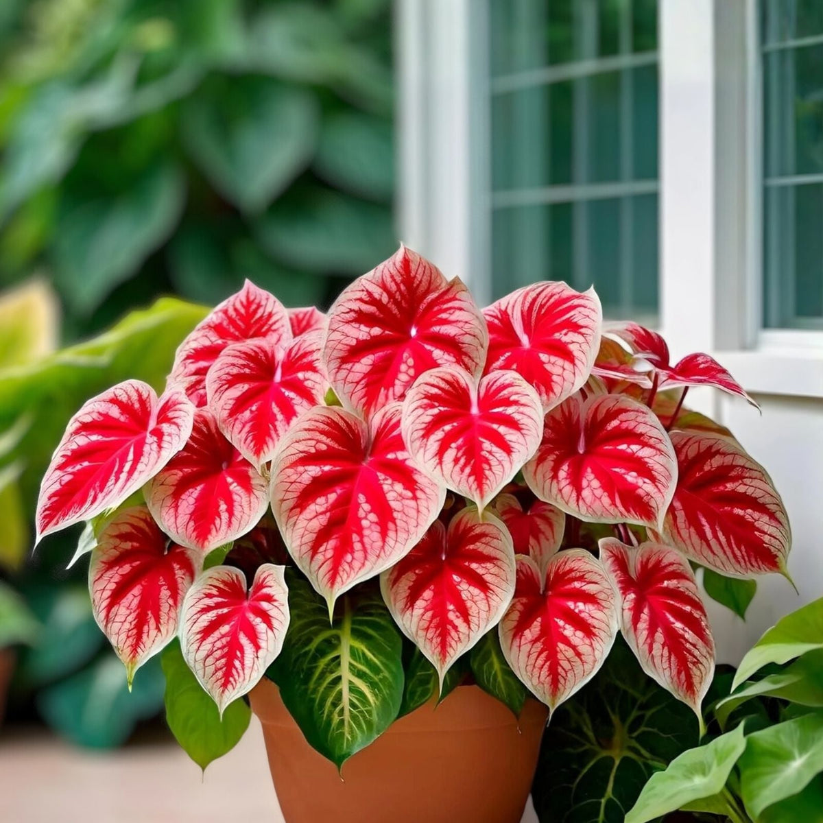 Caladium Bulbs 6 Pack - Kathleen Variety - Perennial Elephant Ears - Caladium bicolor Planting Bulbs