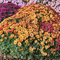 Chrysanthemum Seeds 200+ Blushing Blossom Variety Mum Flower Seeds Garden Planting Chrysanthemum morifolium