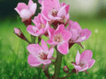 5 Seeds Rhaphiolepis indica Pink Indian Hawthorn Flowering Shrub