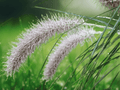 10 Seeds Pennisetum alopecuroides Hameln Fountain Grass Ornamental