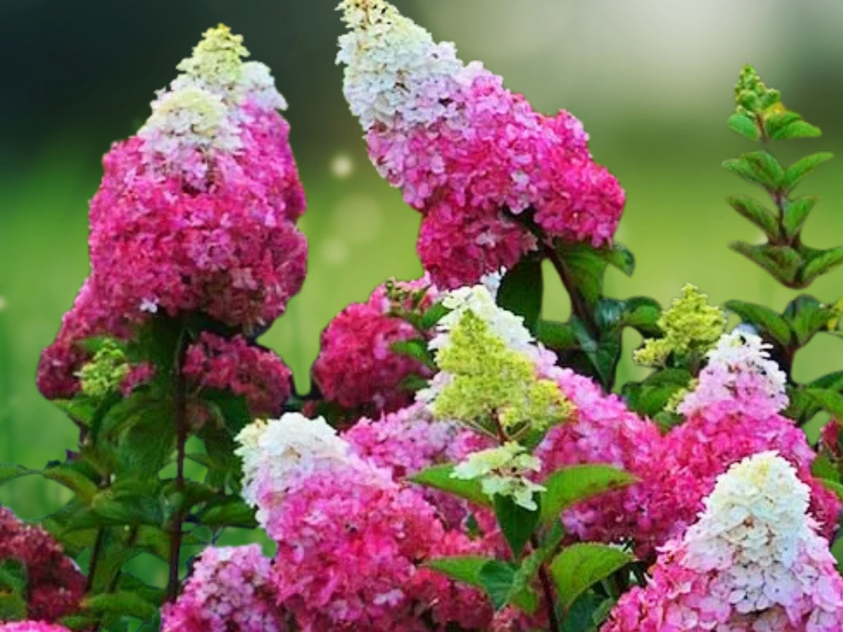 5 Seeds Berry White Hydrangea Perennial Flowering Shrub Pink White Blooms Hardy Ornamental Garden Plant