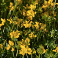 Birdsfoot Trefoil Seed 5 Pounds Forage Legume Pasture Hay Silage Medicago lupulina