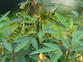 1 Live Plant Pigeon Pea Cajanus cajan Gandules Gandul Rojo Organic Legume Starter 2.5 Inch Container