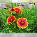 Blanket Flower Seeds 200 Count Aristata Mix Gaillardia aristata Colorful Garden Bloom Annual Seeds