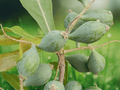 5 Seeds Terminalia mantaly Madagascar Almond Tree Tropical Ornamental
