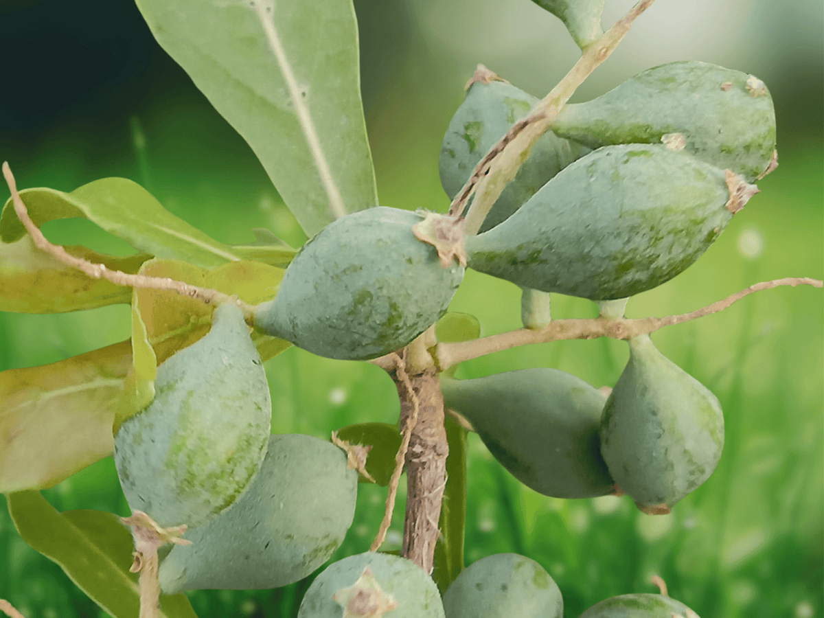 5 Seeds Terminalia mantaly Madagascar Almond Tree Tropical Ornamental