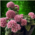 Succulent Plant 1 Rooted Crassula 'Bride's Bouquet' Grayish Green Leaves Pink Flowers Live Plant