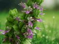 5 Seeds Pogostemon Cablin Patchouli Herb Plant Seeds for Garden