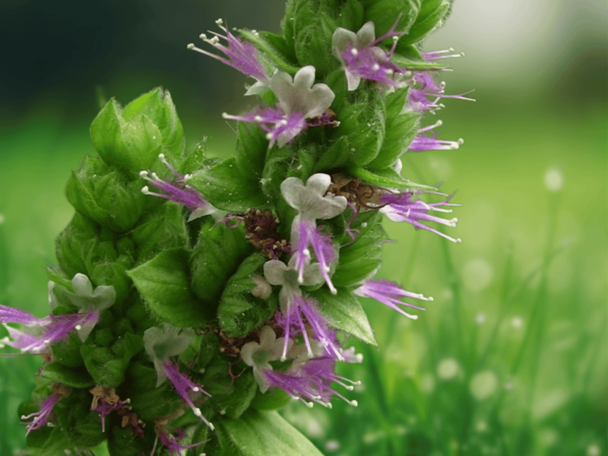5 Seeds Pogostemon Cablin Patchouli Herb Plant Seeds for Garden