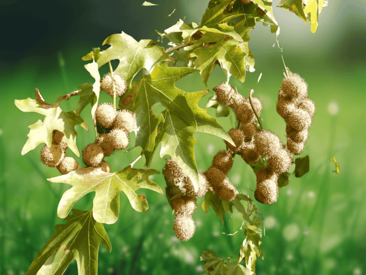 10 Seeds Platanus orientalis Oriental Planetree Seeds