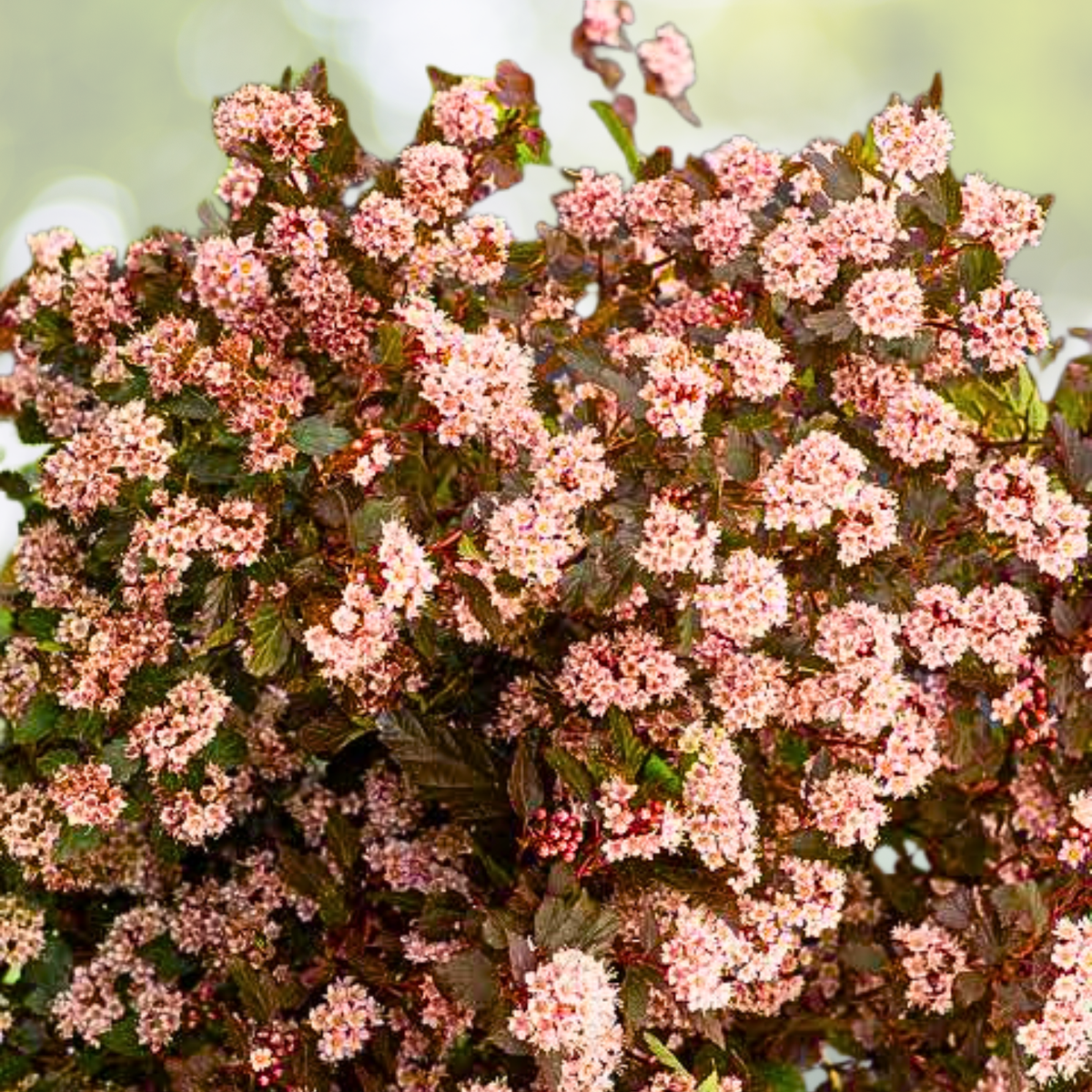 Starter Plant - Physocarpus 'Little Joker' - Approx 6-8 Inch - Dwarf Ninebark