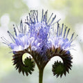 Lacy Phacelia Seeds | 1700+ Purple Edible Seeds | Tanacetifolia