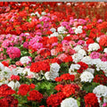 Geranium Seeds 100+ Pack Non-GMO Pelargonium Fragrant Spring Flowers Garden Seeds