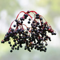 Elderberry Live Plant Set of 2 – Edible Bare Root Sambucus Nigra Fruit-Bearing Shrubs for Garden