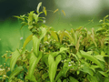 5 Seeds Dioscorea hamiltonii Mountain Yam Climbing Tuber Vine