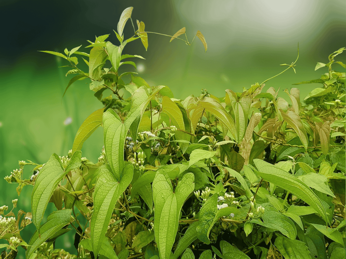 5 Seeds Dioscorea hamiltonii Mountain Yam Climbing Tuber Vine