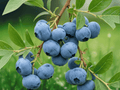 5 Live Plant Chandler Blueberry Starter Plug Vaccinium corymbosum