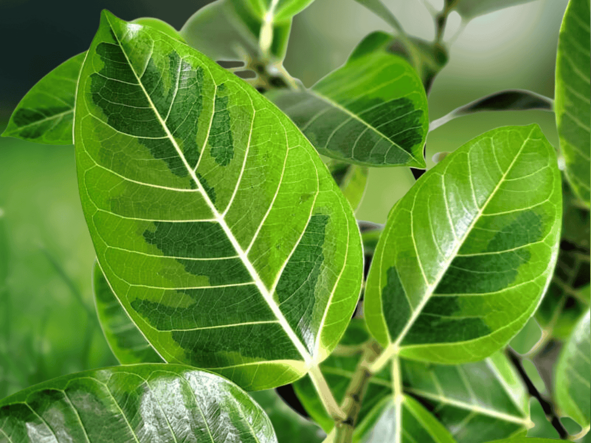 5 Seeds Ficus altissima Council Tree Tropical Tree