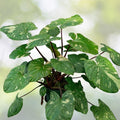 Homalomena Rubescens Variegated Plant in 6" Pot | Unique Indoor Foliage Houseplant | Low Maintenance Greenery