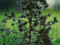 5 Seeds Pinus jeffreyi Jeffrey Pine Evergreen Mountain Conifer Tree