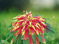 500+ Seeds Perfecta Amaranth Amaranthus Cruentus Ornamental Red Yellow Bicolor Blooms Easy Grow Garden Border Container