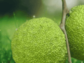 1 Live Plant Osage Orange Starter Plant Maclura pomifera 5 Inch Tall 1 Year Old Seedling