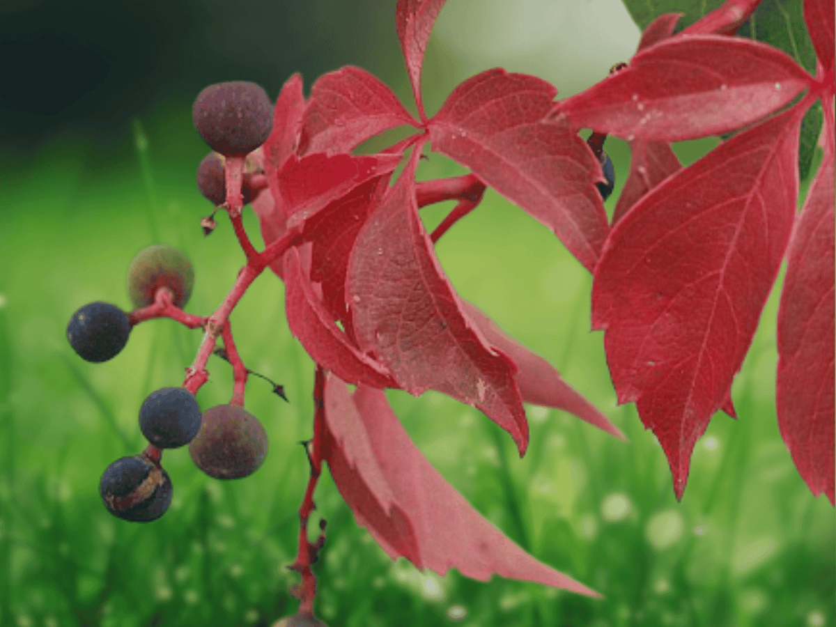 1 Live Plant Virginia Creeper Parthenocissus quinquefolia 1 Year Old Climbing Vine